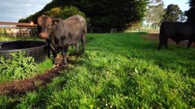  Avustralya 'da bir tarlada otlayan damızlık sığır ve sığır eti. saman ve tohum yiyorlar. Türleri arasında benekli park, Murray Grey, Angus, Brangus ve Wagyu bulunur..