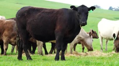  Avustralya 'da bir tarlada otlayan damızlık sığır ve sığır eti. saman ve tohum yiyorlar. Türleri arasında benekli park, Murray Grey, Angus, Brangus ve Wagyu bulunur..