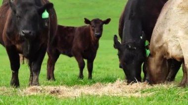  Avustralya 'da bir tarlada otlayan damızlık sığır ve sığır eti. saman ve tohum yiyorlar. Türleri arasında benekli park, Murray Grey, Angus, Brangus ve Wagyu bulunur..