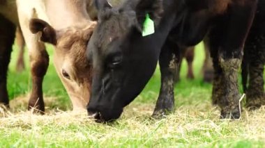  Avustralya 'da bir tarlada otlayan damızlık sığır ve sığır eti. saman ve tohum yiyorlar. Türleri arasında benekli park, Murray Grey, Angus, Brangus ve Wagyu bulunur..