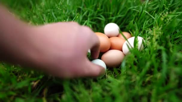 Stud Rundstieren Koeien Grazen Gras Een Veld Australië Hooi Kuilvoer — Stockvideo