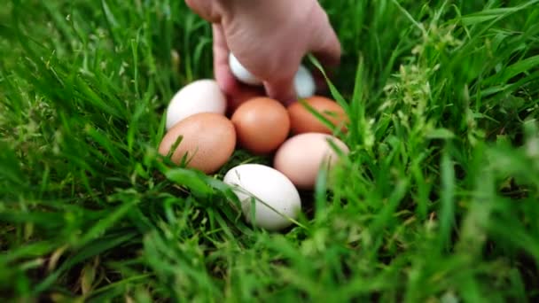 Stud Rundstieren Koeien Grazen Gras Een Veld Australië Hooi Kuilvoer — Stockvideo