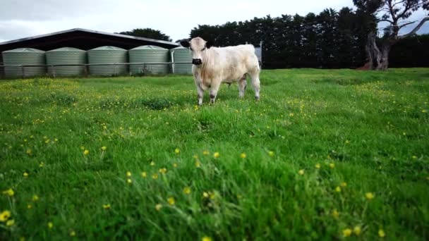 Toros Vacas Pastando Hierba Campo Australia Comiendo Heno Ensilado Razas — Vídeos de Stock