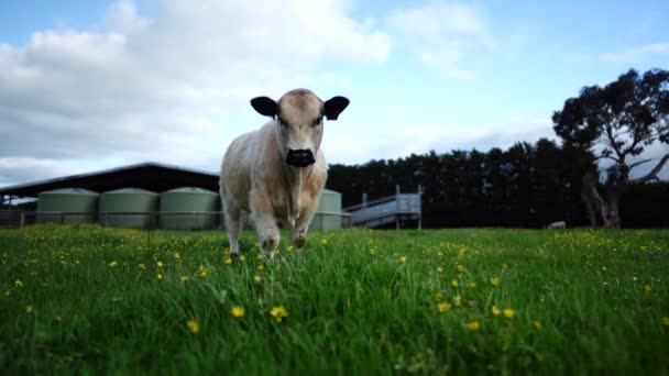 오스트레일리아의 밭에서 뜯어먹고 소에게 건넸습니다 건초와 명주를 먹는다 얼룩무늬 회오리 — 비디오