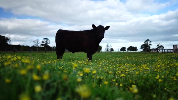 Zuchtbullen Und Kühe Weiden Auf Einem Feld Australien Auf Gras — Stockvideo