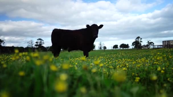 Zuchtbullen Und Kühe Weiden Auf Einem Feld Australien Auf Gras — Stockvideo