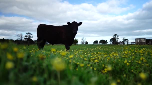 Stud Touros Carne Vacas Pastando Grama Campo Austrália Comer Feno — Vídeo de Stock