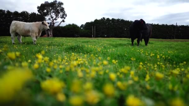 Stud Touros Carne Vacas Pastando Grama Campo Austrália Comer Feno — Vídeo de Stock