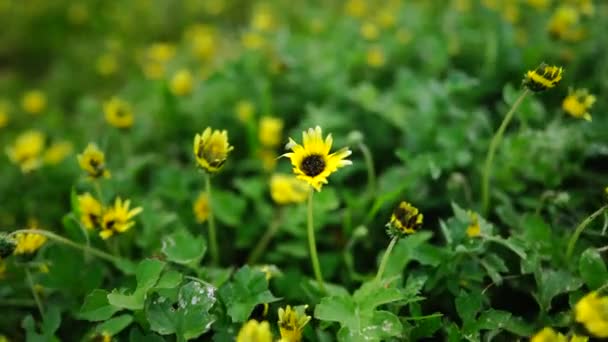 オーストラリアの畑で牛や牛が草の上で放牧されています 干し草とサイレージを食べる 品種には 斑点のある公園 マレーグレー アンガス ブランガス — ストック動画