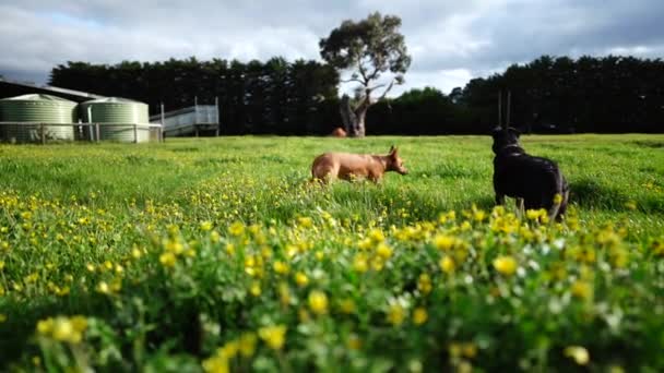 Stud Taureaux Vaches Boucherie Broutant Sur Herbe Dans Champ Australie — Video