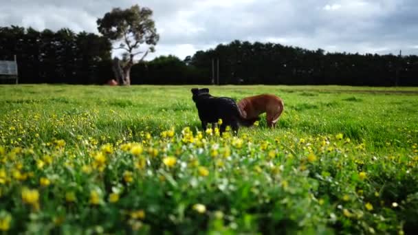Stud Beef Bull Dan Sapi Merumput Rumput Lapangan Australia Makan — Stok Video
