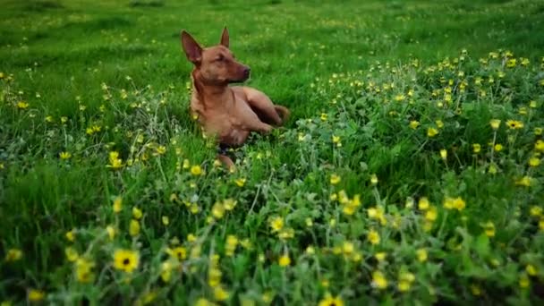 Zuchtbullen Und Kühe Weiden Auf Einem Feld Australien Auf Gras — Stockvideo