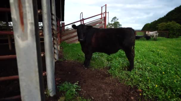 Toros Vacas Pastando Hierba Campo Australia Comiendo Heno Ensilado Razas — Vídeos de Stock