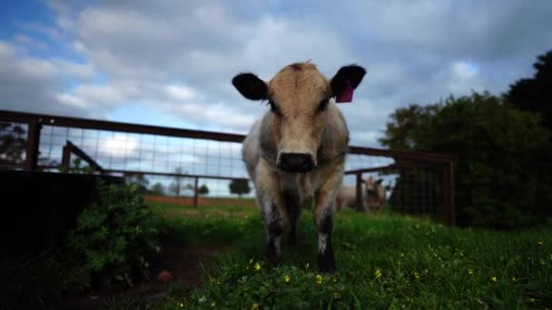 Stud Rundstieren Koeien Grazen Gras Een Veld Australië Hooi Kuilvoer — Stockvideo