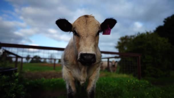 Stud Taureaux Vaches Boucherie Broutant Sur Herbe Dans Champ Australie — Video