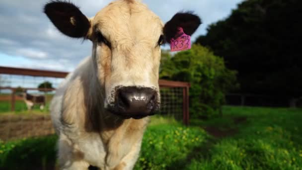 Zuchtbullen Und Kühe Weiden Auf Einem Feld Australien Auf Gras — Stockvideo