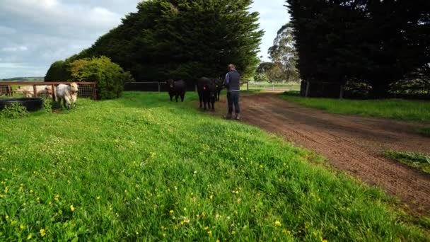 Toros Vacas Pastando Hierba Campo Australia Comiendo Heno Ensilado Razas — Vídeos de Stock