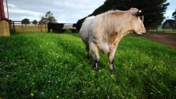 Toros Vacas Pastando Hierba Campo Australia Comiendo Heno Ensilado Razas — Vídeo de stock