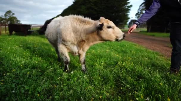 Hovězí Býci Krávy Pasoucí Trávě Poli Austrálii Pojídání Sena Siláže — Stock video