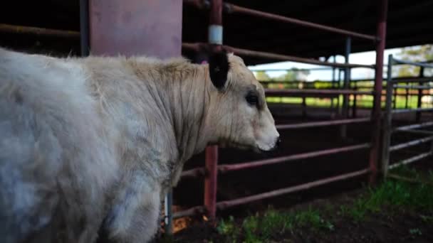 Stud Touros Carne Vacas Pastando Grama Campo Austrália Comer Feno — Vídeo de Stock