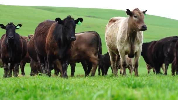 Stud Taureaux Vaches Boucherie Broutant Sur Herbe Dans Champ Australie — Video