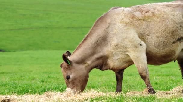 Stud Rundstieren Koeien Grazen Gras Een Veld Australië Hooi Kuilvoer — Stockvideo