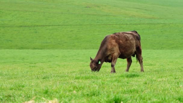 Stud Taureaux Vaches Boucherie Broutant Sur Herbe Dans Champ Australie — Video