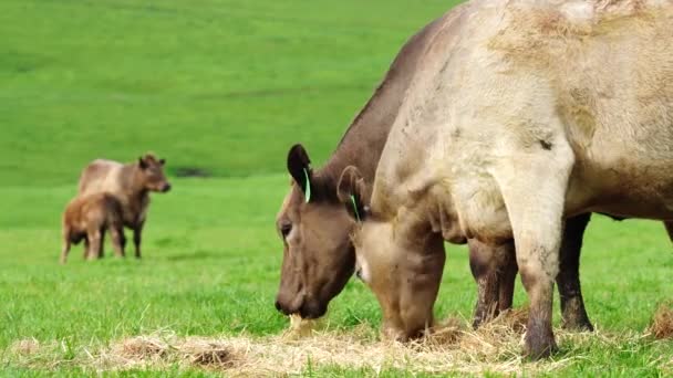 オーストラリアの畑で牛や牛が草の上で放牧されています 干し草とサイレージを食べる 品種には 斑点のある公園 マレーグレー アンガス ブランガス — ストック動画