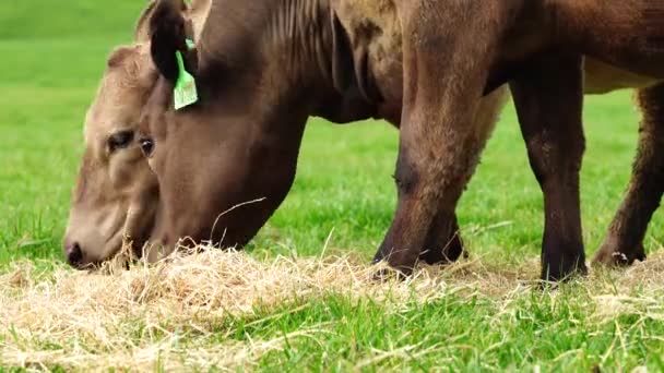 Toros Vacas Pastando Hierba Campo Australia Comiendo Heno Ensilado Razas — Vídeos de Stock