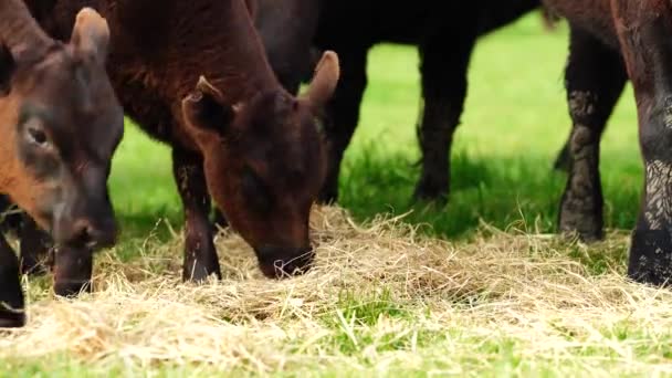 Stud Μοσχάρι Ταύροι Και Αγελάδες Βόσκησης Γρασίδι Ένα Χωράφι Στην — Αρχείο Βίντεο