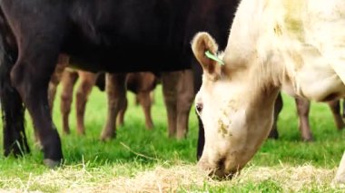  Avustralya 'da bir tarlada otlayan damızlık sığır ve sığır eti. saman ve tohum yiyorlar. Türleri arasında benekli park, Murray Grey, Angus, Brangus ve Wagyu bulunur..