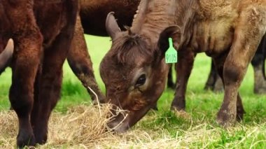 Avustralya 'da bir tarlada otlayan damızlık sığır ve sığır eti. saman ve tohum yiyorlar. Türleri arasında benekli park, Murray Grey, Angus, Brangus ve Wagyu bulunur..