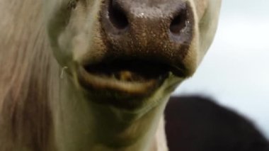  Avustralya 'da bir tarlada otlayan damızlık sığır ve sığır eti. saman ve tohum yiyorlar. Türleri arasında benekli park, Murray Grey, Angus, Brangus ve Wagyu bulunur..