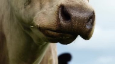  Avustralya 'da bir tarlada otlayan damızlık sığır ve sığır eti. saman ve tohum yiyorlar. Türleri arasında benekli park, Murray Grey, Angus, Brangus ve Wagyu bulunur..