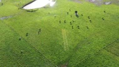  Avustralya 'da bir tarlada otlayan damızlık sığır ve sığır eti. saman ve tohum yiyorlar. Türleri arasında benekli park, Murray Grey, Angus, Brangus ve Wagyu bulunur..