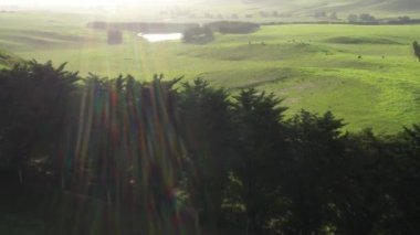  Avustralya 'da bir tarlada otlayan damızlık sığır ve sığır eti. saman ve tohum yiyorlar. Türleri arasında benekli park, Murray Grey, Angus, Brangus ve Wagyu bulunur..