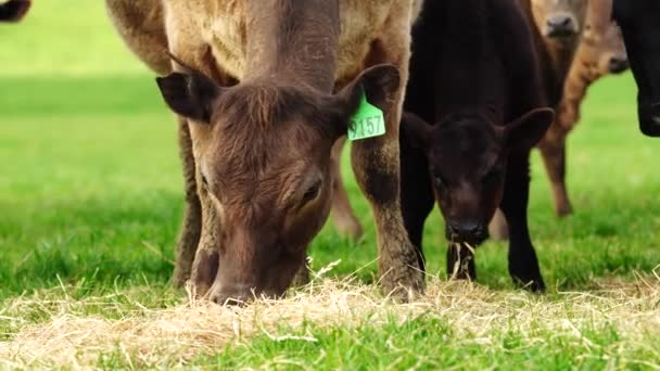 오스트레일리아의 밭에서 뜯어먹고 소에게 건넸습니다 건초와 명주를 먹는다 얼룩무늬 회오리 — 비디오