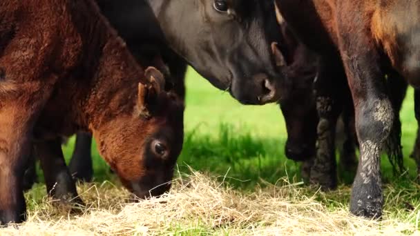 Toros Vacas Pastando Hierba Campo Australia Comiendo Heno Ensilado Razas — Vídeos de Stock