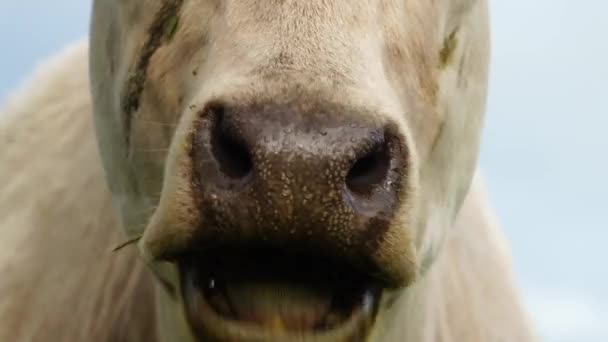 Toros Vacas Pastando Hierba Campo Australia Comiendo Heno Ensilado Razas — Vídeos de Stock