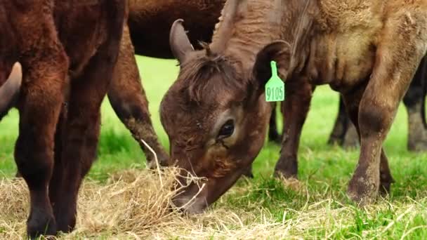 Говяжьи Быки Коровы Пасутся Траве Поле Австралии Сено Силос Породы — стоковое видео