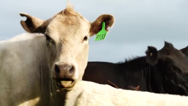 Stud Beef Bulls Cows Grazing Grass Field Australia Eating Hay — Stock Video