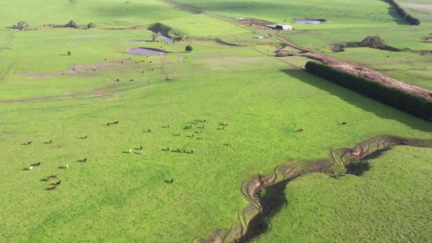 Toros Vacas Pastando Hierba Campo Australia Comiendo Heno Ensilado Razas — Vídeo de stock