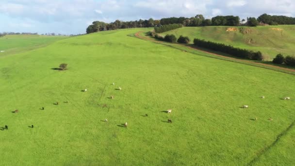 Stud Taureaux Vaches Boucherie Broutant Sur Herbe Dans Champ Australie — Video