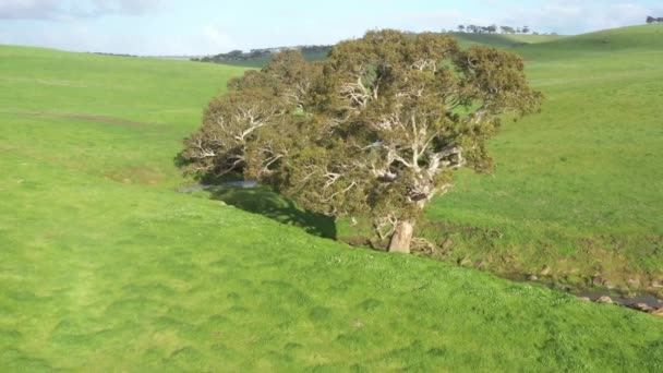 オーストラリアの畑で牛や牛が草の上で放牧されています 干し草とサイレージを食べる 品種には 斑点のある公園 マレーグレー アンガス ブランガス — ストック動画