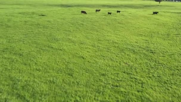 Toros Vacas Pastando Hierba Campo Australia Comiendo Heno Ensilado Razas — Vídeo de stock