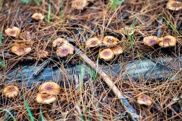 Alimentación Azafrán Tapas Leche Setas Bajo Bosque Pinos Plantación Australia — Foto de Stock