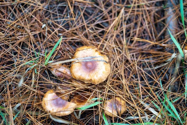 Alimentación Azafrán Tapas Leche Setas Bajo Bosque Pinos Plantación Australia —  Fotos de Stock