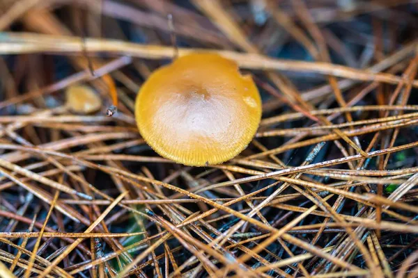 Gorros Leite Açafrão Forrageamento Cogumelos Abaixo Uma Floresta Pinheiro Plantação — Fotografia de Stock