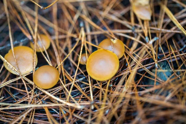 Gorros Leite Açafrão Forrageamento Cogumelos Abaixo Uma Floresta Pinheiro Plantação — Fotografia de Stock