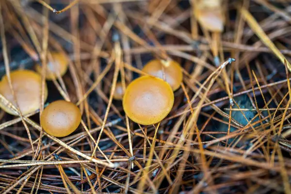 Alimentación Azafrán Tapas Leche Setas Bajo Bosque Pinos Plantación Australia —  Fotos de Stock